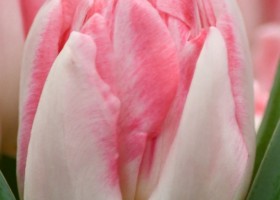 Tulipa Foxtrot ® (4)